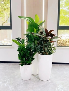 宁波北仑绿植租摆方案，打造魅力十足的空间