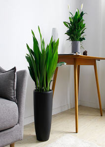 余姚盆景租赁，让空间瞬间焕发生机与活力