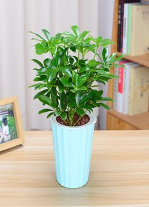 想花卉出租专业？宁波江北有您的理想之选