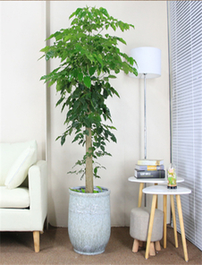 宁波前湾花木租摆价格实惠