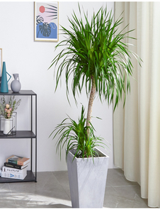 解锁宁波海曙花卉租赁设计，装点别样生活空间