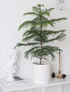 速看！江北盆景租赁方案，装点空间新选择！