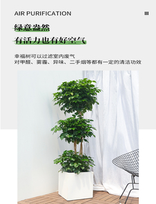 探寻奉化花卉租赁设计，解锁别样的视觉盛宴