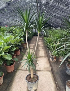 宁波海曙专业植物租赁，让绿色融入生活