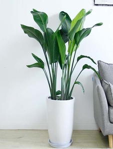 热选宁波北仑绿植租摆，满足您对绿色的渴望！