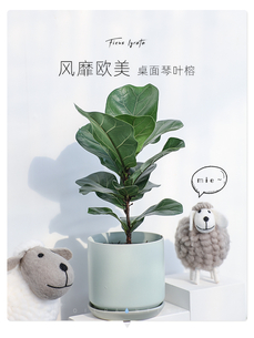 解锁宁波江北植物租赁设计，畅享自然之美