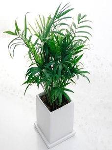 “鄞州绿化养护服务好验