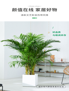 宁波奉化绿植租摆公司，给您别样的绿植租赁体验