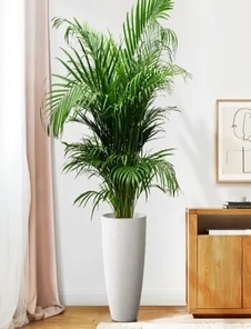 详览杭州湾花木租摆方案，拥抱生机盎然