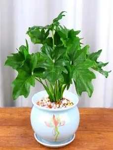 镇海花卉租摆方案，轻松营造迷人花卉场景