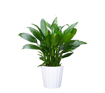 想找价格实惠的花木租摆？来江北就对啦！