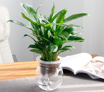 北仑盆景租赁设计