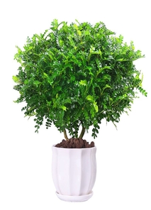 宁波奉化绿植出租挑选指南，哪家是你的心仪之选？