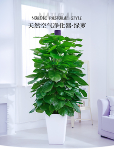 想找优质绿植租赁？鄞州这家服务绝绝子！