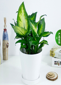 杭州湾花卉租摆专业，开启绿植装饰新境界