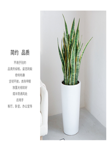 揭秘宁波前湾花卉租摆方案，畅享花卉时光