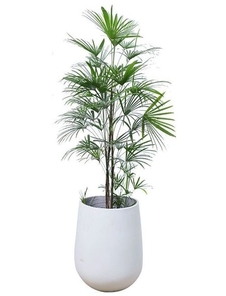 杭州湾花卉租摆公司，用花卉装点你的美好生活