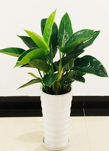 宁波鄞州盆景租赁价格全解析，超实用！