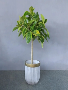 想美化空间？宁波余姚盆景租摆是绝佳选择！